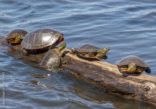 Painted turtles sit sunning on a log floating in the water