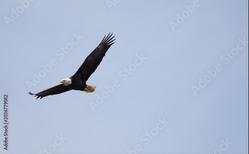An eagle flies through a blue sky with its wings spread wide