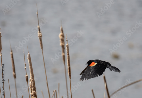 a red-winged blackbird flies through dried cattails on a spring day