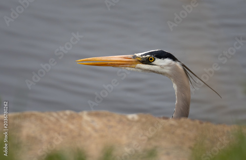 A close-up of the head of a great blue heron as it peaks above the shore as it walks through a pond on a spring day