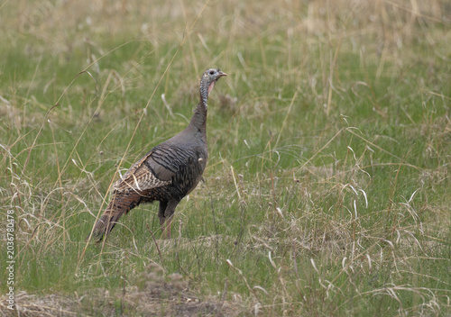 A wild turkey walking in tall grass on a spring day
