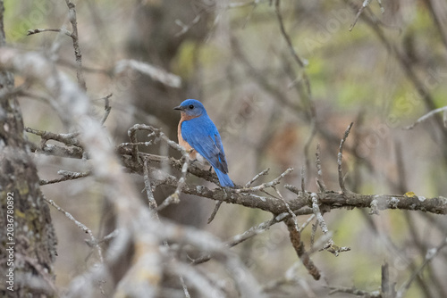 Eastern Bluebird with colorful blue feathers sit on a tree branch in spring