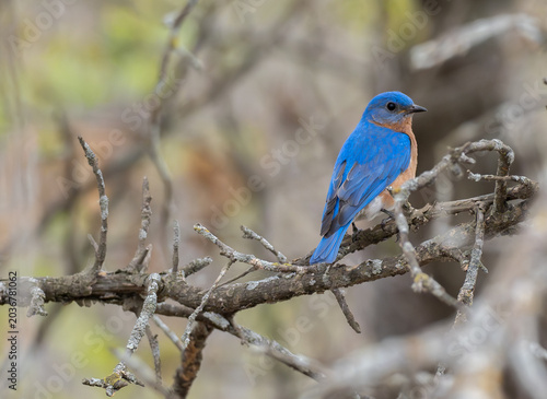 Eastern Bluebird with colorful blue feathers sit on a tree branch in spring