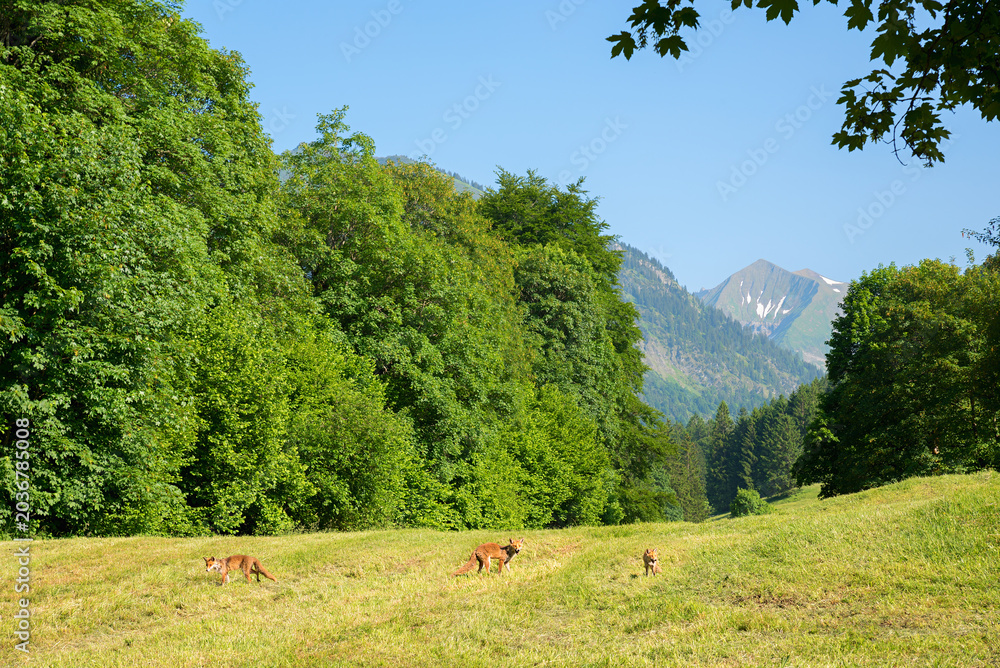 Naklejka premium Three foxes in a meadow at the edge of a forest. an Allgau Alpine landscape.