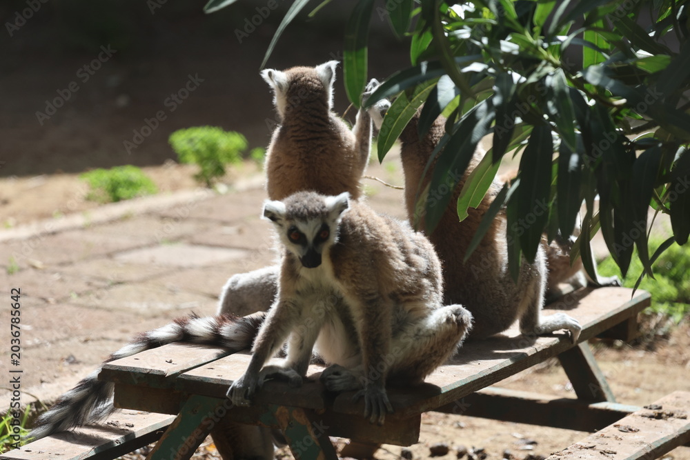 Naklejka premium Lemurs sunbathing bench.High quality 4k footage