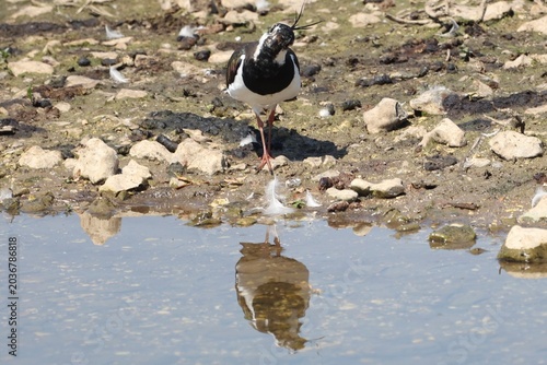 Foto Curious lapwing