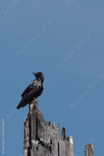 American Crow perched and panting on tall tree snag