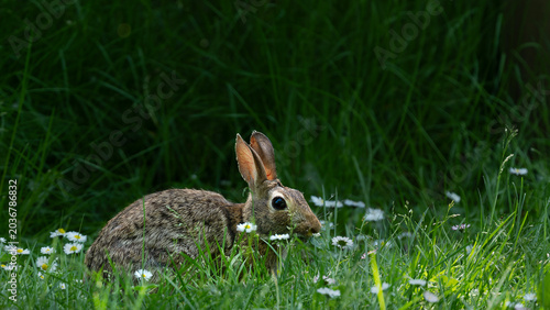 Bunny amidst sunlit grass and daisies