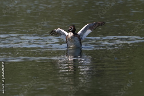 Quadro su tela Great crested grebe defending territory