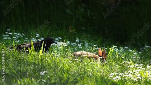 Crow and bunny in sunlight grass