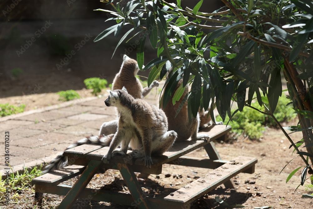 Naklejka premium Lemurs sunbathing bench.High quality 4k footage
