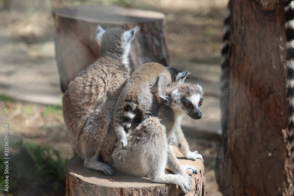 Naklejka premium Lemurs sunbathing bench.Lemurs cuddling tree. High quality 4k footage