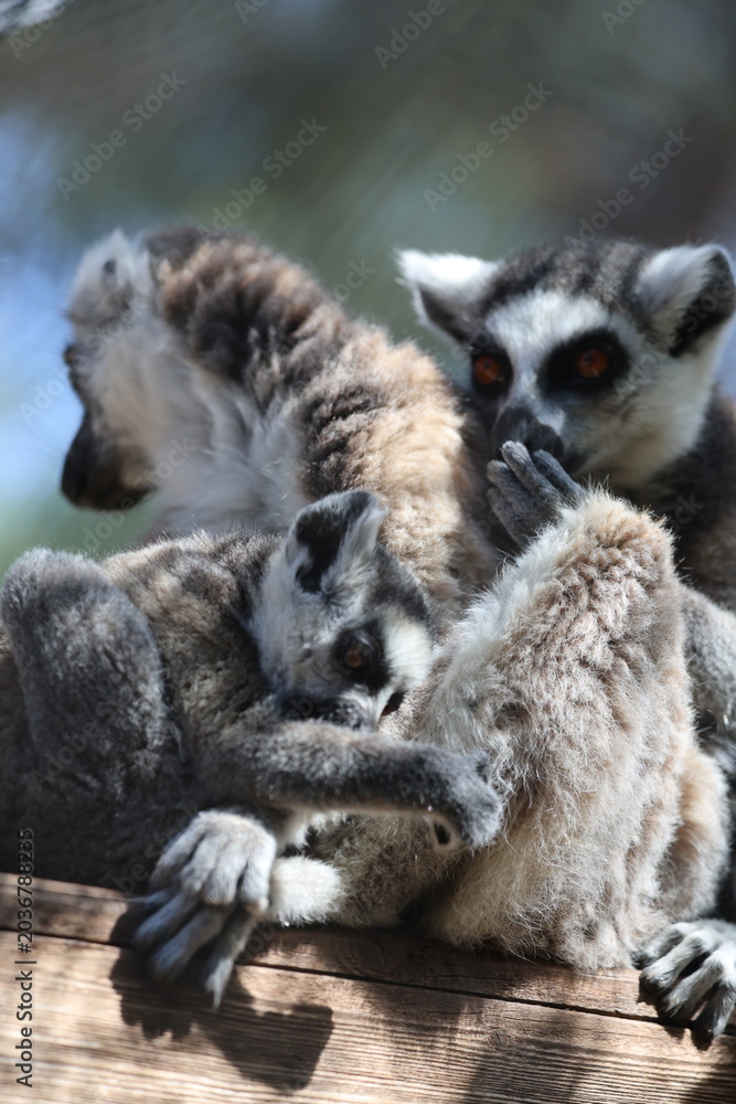 Naklejka premium Lemurs sunbathing bench.Lemurs cuddling tree. High quality 4k footage