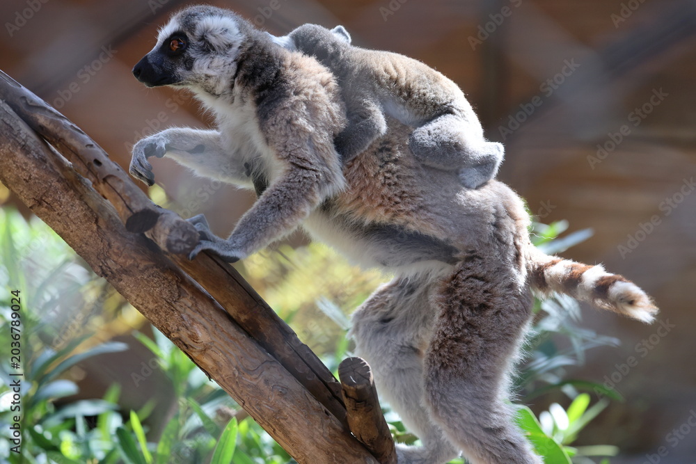 Naklejka premium Lemurs climbing tree.High quality 4k footage