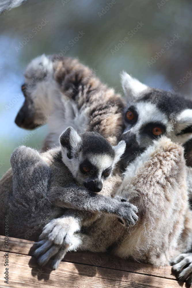 Naklejka premium Lemurs sunbathing bench.Lemurs cuddling tree. High quality 4k footage