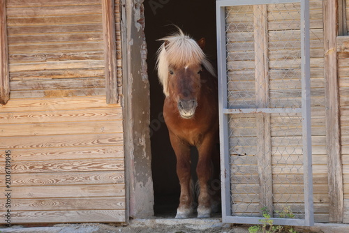 Horse wooden stable. High quality 4k footage