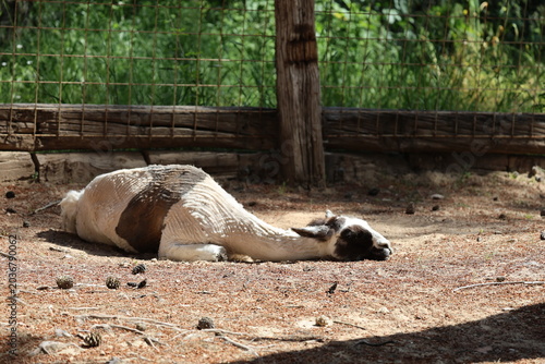 Llama lying ground. High quality 4k footage