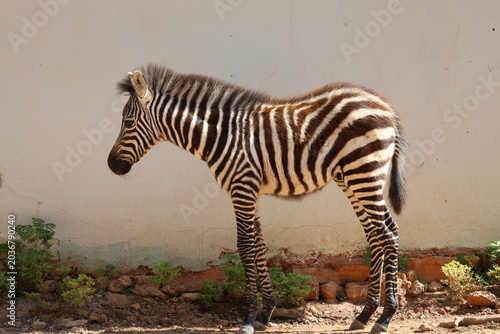 The baby zebra is walking. Sunlit dirt ground. High quality 4k footage