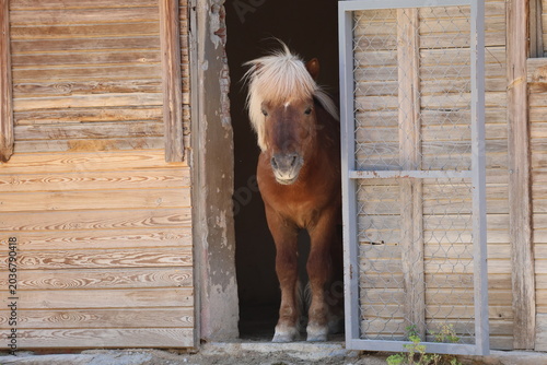 Horse wooden stable. High quality 4k footage