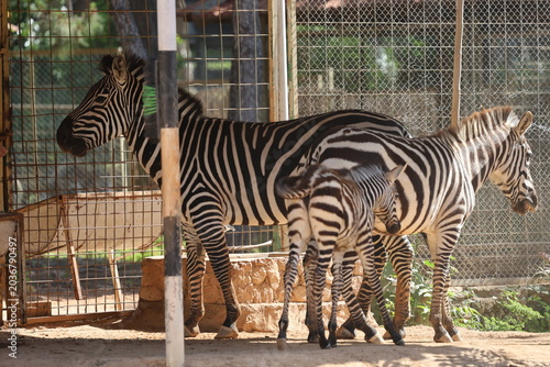 Three zebras standing. zebra with a zebra cub. The baby zebra is walking. Sunlit dirt ground. High quality 4k footage