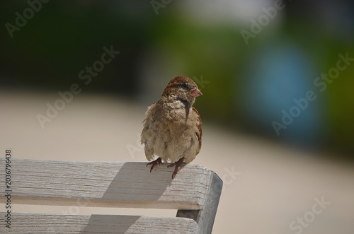 Bild auf Leinwand Closeup of a fledgling mourning bird