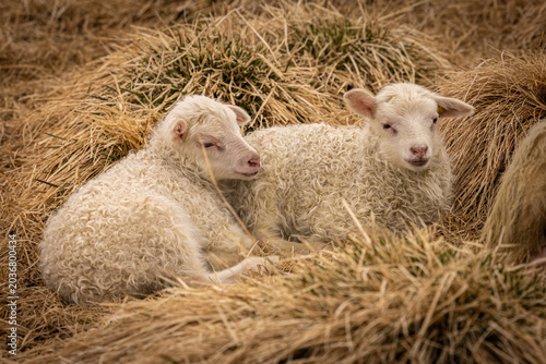 Bild auf Leinwand Deux adorables agneaux ou petits moutons sont allongés paisiblement dans le foin