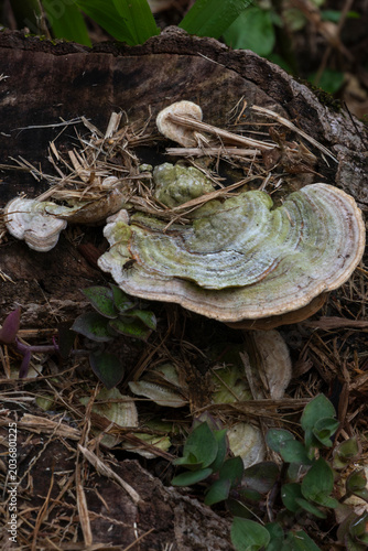 Obraz na plátně Detail of bracket fungus (Trametes sp