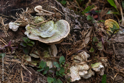 Foto Detail of bracket fungus (Trametes sp