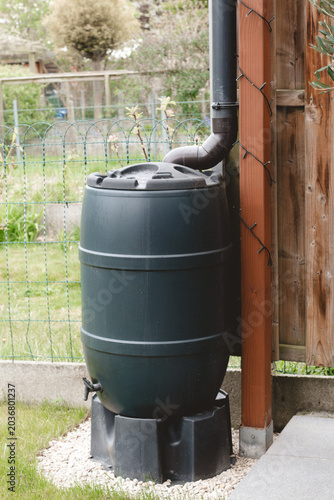 Large plastic rain barrel collecting rainwater from a gutter in a green garden.Eco-friendly water conservation system: dark green rain butt connected to a downpipe. 