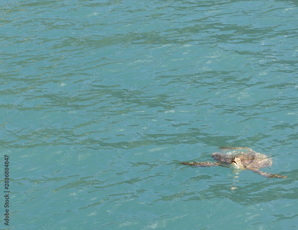Fototapeta premium turtle in water