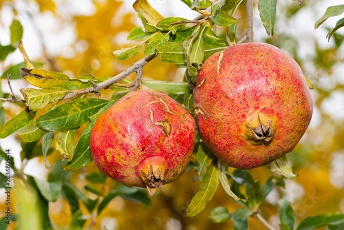 fruit photos. ripe pomegranate on a tree.