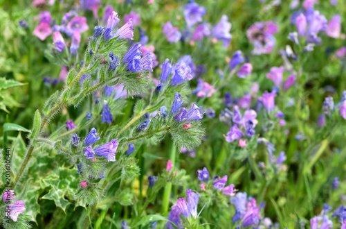 peaceful flowers and natural environment in nature