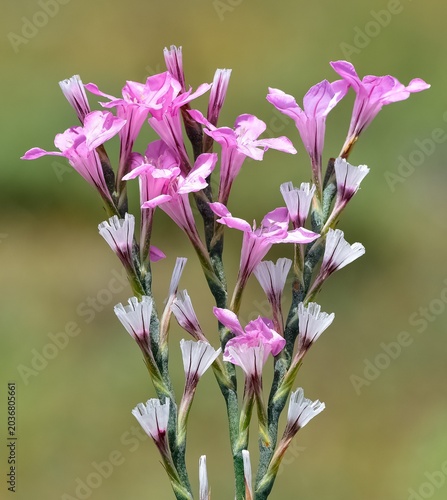 wild plants, photos of small white flowers