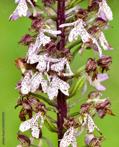 flowers growing in rural areas. wild orchid photos.