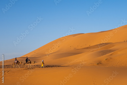 Camel trek across golden Sahara dunes near Merzouga, Morocco at sunset