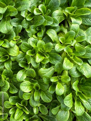 Schilderij op canvas Corn salad seedlings - lambs lettuce, mâche