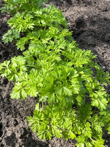 Картината върху платно Chervil herb planted in the ground