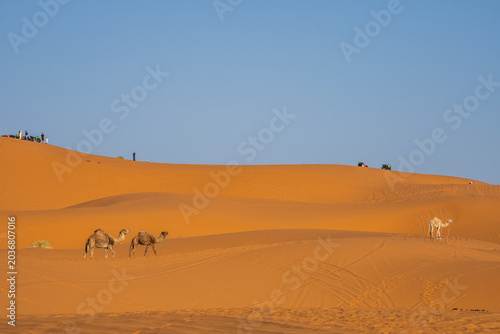 Camels and ATV tourists sharing Sahara dunes near Merzouga, Morocco