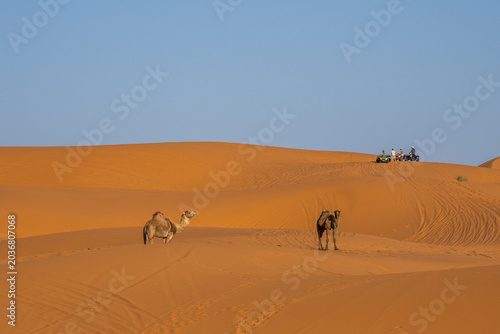 Camels and ATV tourists sharing Sahara dunes near Merzouga, Morocco