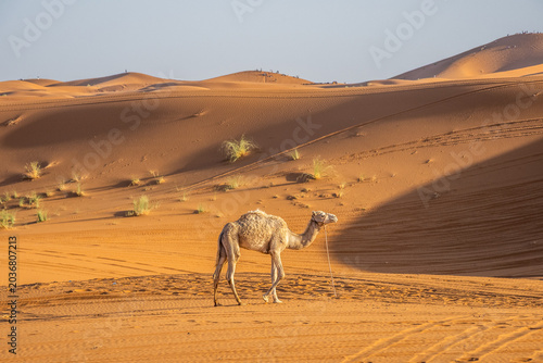 Lone camel standing among golden Sahara dunes in Merzouga desert, Morocco