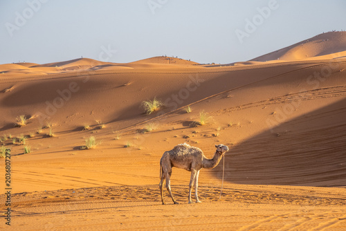 Lone camel standing among golden Sahara dunes in Merzouga desert, Morocco