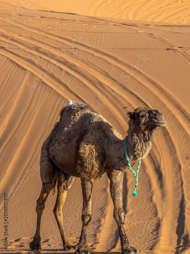 Lone camel standing among golden Sahara dunes in Merzouga desert, Morocco