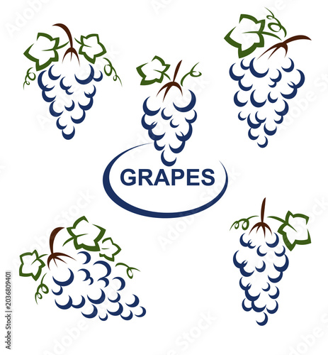 Grapes set. Collection icons grapes. Vector