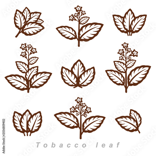 Tobacco leaf icons set. Collection icon tobacco. Vector