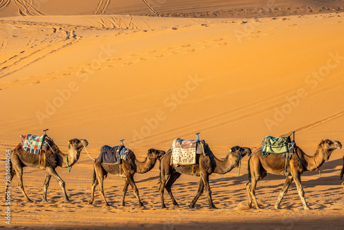 Camel caravan crossing illuminated Sahara dunes at sunrise near Merzouga, Morocco