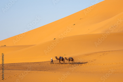 Minimal camel caravan crossing golden Sahara dunes under clear blue sky in Merzouga