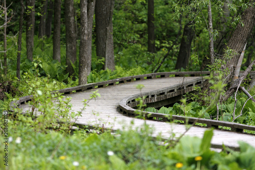 trottoir de bois dans un parc boisé	

