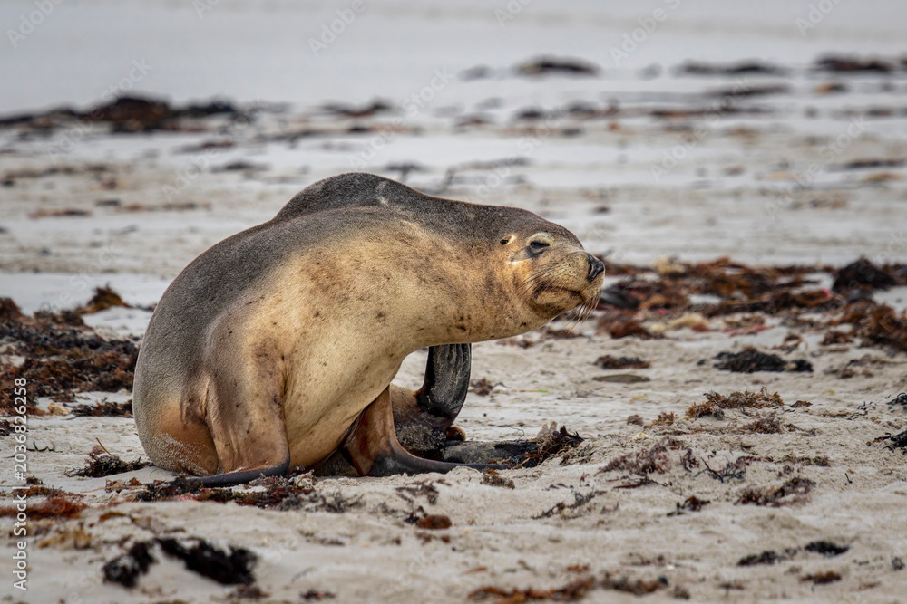 Fototapeta premium Australian Sea Lion