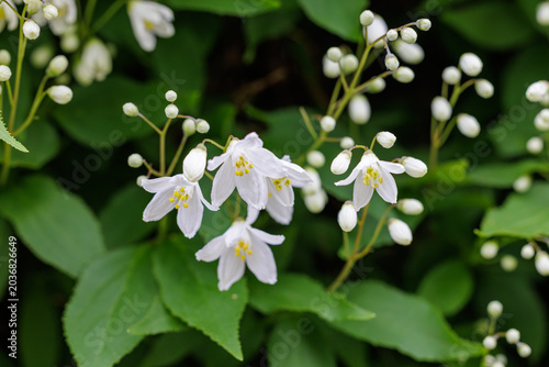 Foto Close up view of Slender Deutzia (Deutzia gracilis) flowers showing detailed yel