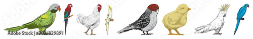 Photos PNG Colorful illustrated birds lineup element set on transparent background